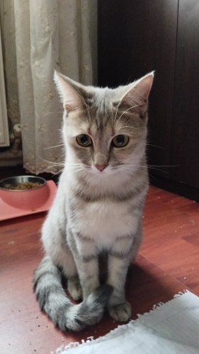 Minnoş kızıma yuva olur musunuz fotoğraf