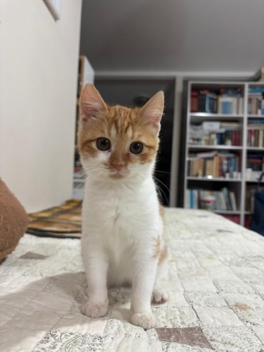 NADİR BULUNAN DİŞİ SARMAN YAVRUCAK fotoğraf