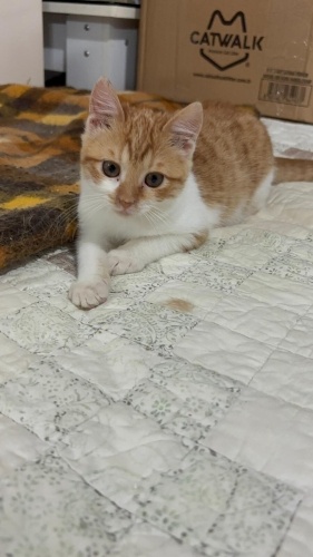 ŞANS KEDİSİ- NADİR BULUNAN DİŞİ SARMAN YAVRU fotoğraf