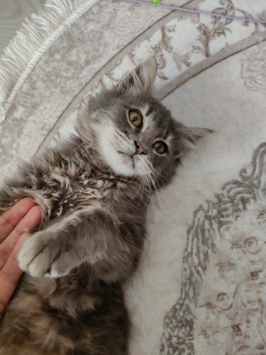 POFUDUK KIVIRCIK YUVA ARIYOR fotoğraf