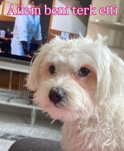 ACİİLL ‼️BARINAĞA BIRAKACAKLAR ‼️ fotoğraf