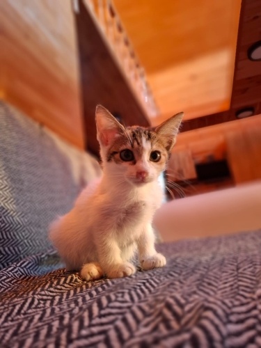 Cimcime 1.5 aylık dişi fotoğraf