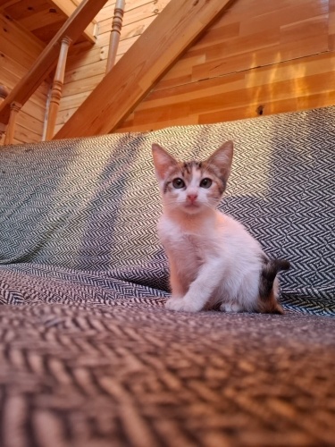 Cimcime 1.5 aylık dişi fotoğraf