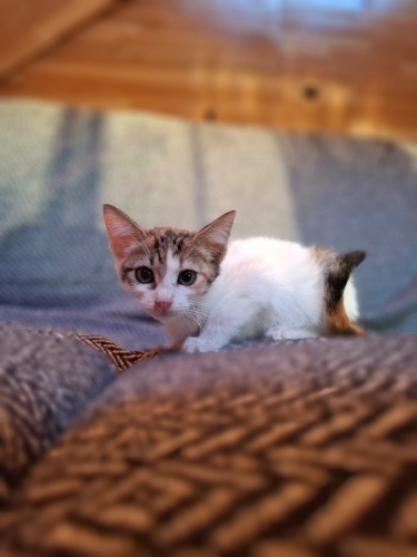 Cimcime 1.5 aylık dişi fotoğraf