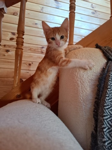 Zıpır 2 aylık erkek fotoğraf