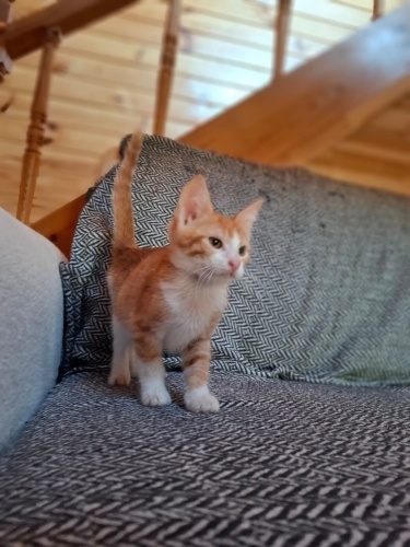 Zıpır 2 aylık erkek fotoğraf