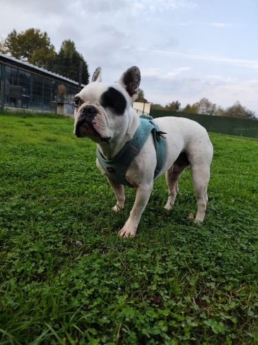 Maylo kötü şartlardan kurtarıldı lütfen ilanı okuyunuz fotoğraf