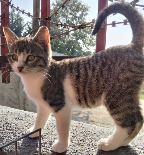 BEYAZ TEKİR YAVRU YUVA ARIYOR ( KARDEŞİ YUVALANDI BU MİNİK TEK KALDI ) fotoğraf