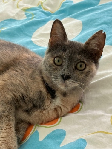 Sevimli Kedimize Sıcak Bir Yuva Arıyoruz fotoğraf