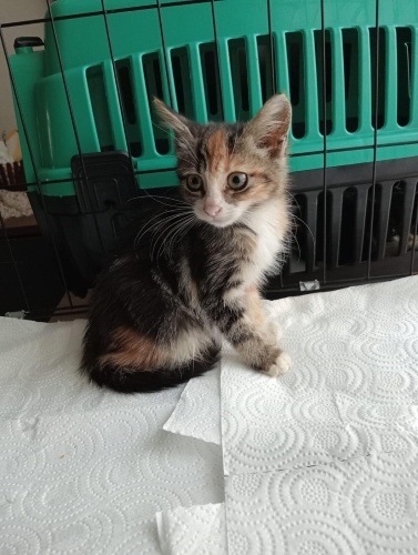 YAVRU Calico YUVA ARIYOR fotoğraf