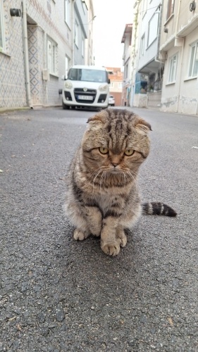 YAKLAŞIK 8-9 AYLIK SCOTTISH FOLD fotoğraf