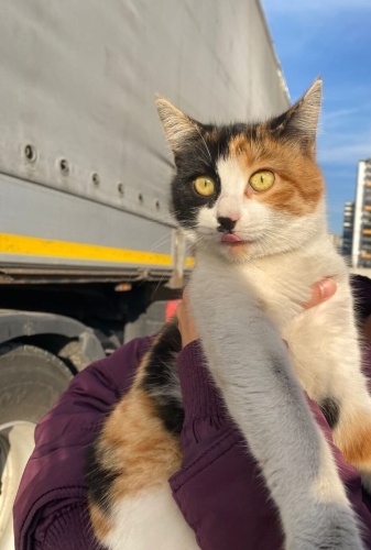 ACIMASIZCA TERK EDİLEN BAL ÖMÜRLÜK YUVASINI ARIYOR fotoğraf