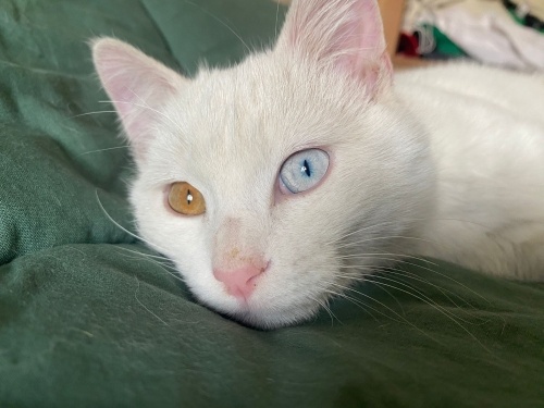 Yakışıklı prense sıcacık bir yuva arıyorum fotoğraf