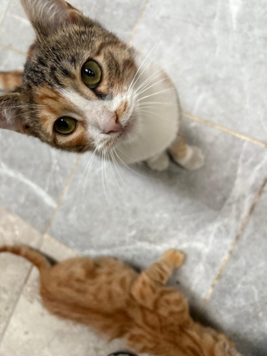 CALİCO KISIR YUVA ARIYOR fotoğraf