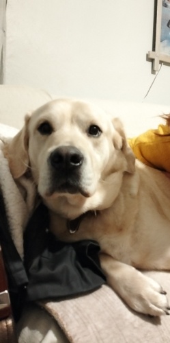 Uslu ve akıllı aile köpeği fotoğraf