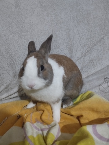 YETİŞKİN KISIR ERKEK fotoğraf