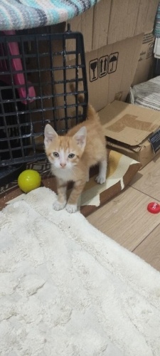 2 AYLIK MİNİK YAVRUYA ÖMÜRLÜK YUVA ARIYORUZ GÜNGÖREN fotoğraf