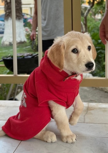 Leo'ya Yuva Arıyoruz fotoğraf