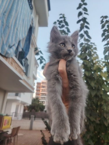 Cins kedicik sokakta yaşamaz fotoğraf