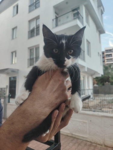Smokin candır gerisi heyecandır fotoğraf
