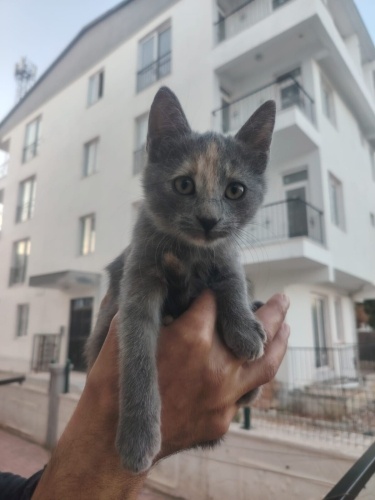 Onu sevmeyen ölsün🙃 fotoğraf