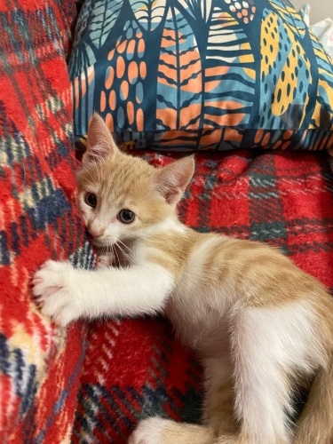 1,5 aylık sevimli erkek fotoğraf