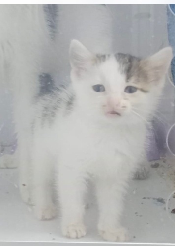 RÜYA KIZIMIZ VETERİNERDEN ÇIKINCA GİDECEK YERİ YOK fotoğraf