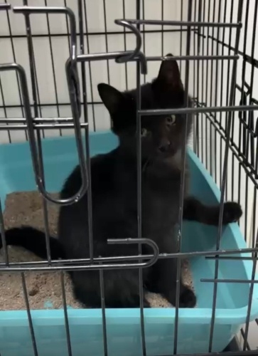 KÖMÜR VETERİNERDE TEDAVİSİ BİTİNCE GİDECEK EVİ YOK fotoğraf