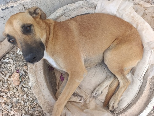 Sevgi pıtırcığı fotoğraf