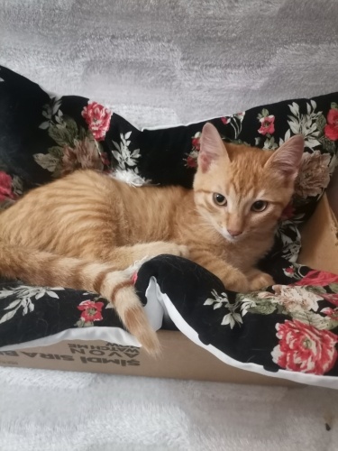 Sarmanların en yakışıklı yuva arıyor fotoğraf