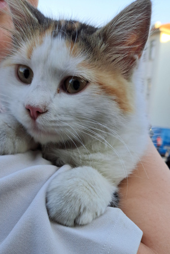 Kendisi ev kedisi, ama sokağa bırakılmış, öyle çok tatlı ki, sıcak kanlı, uysal. fotoğraf