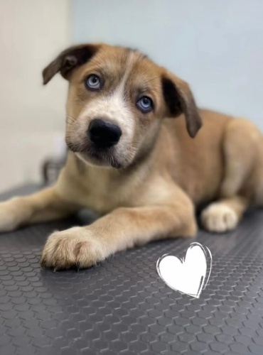 Sibirya kurdu kırması fotoğraf