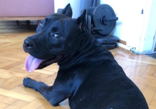 5 Yaşında Çok Şeker Bir Amstaff, Kısır ve Tuvalet Eğitimi Var fotoğraf