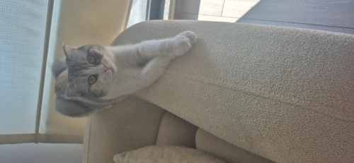 Balım biraz sinirli ve agresif pek dokunulmaktan hoşlanmaz ama luna sadece sevg fotoğraf