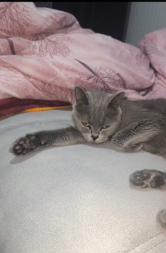 2 yaşında dişi British shorthair fotoğraf