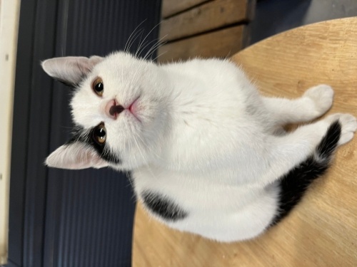 Acil yuva aranıyor fotoğraf