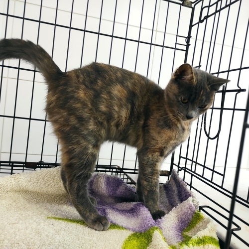 Kül benek sevgi pıtırcığı 1 yaş kısır dişi kız yuva arıyor fotoğraf