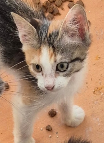 3 RENK ŞANS KEDİSİNE YUVA ARIYORUM fotoğraf