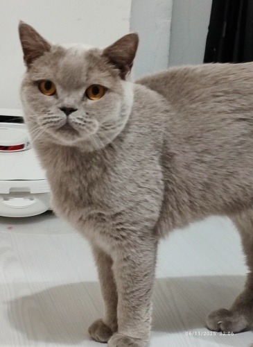 British Kızımıza Yuva Arıyoruz fotoğraf