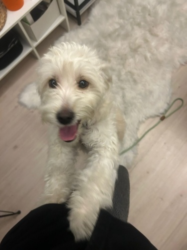 Ücretsiz sahiplenme pofidik terrier acil yuva fotoğraf