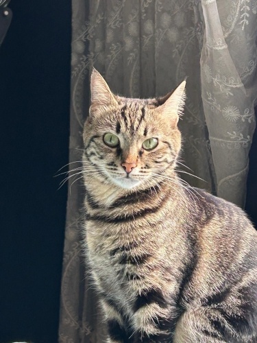 Ücretsiz sahiplenme dünya güzeli tekir acil yuva fotoğraf