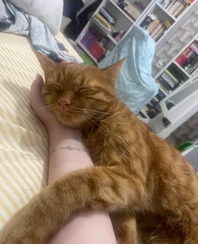 ÇOK CANA YAKIN BU KEDİYE ACİL YUVA fotoğraf