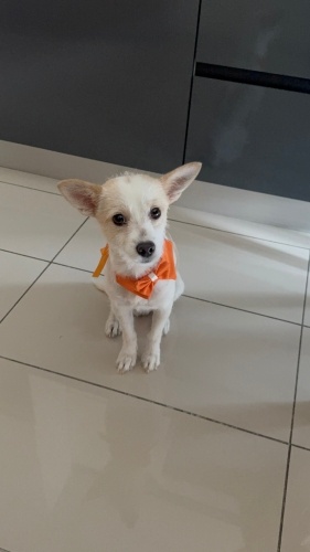 DOBBY 4 KİLO VE SOKAKTA YAŞAYAMAZ fotoğraf