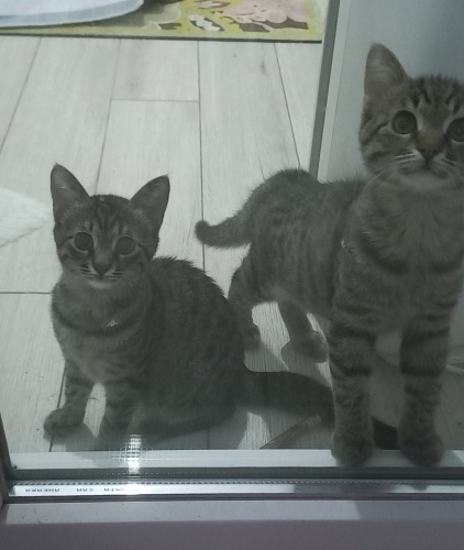 ACIL BIRLIKTE YUVA / 2 AYDIR KÜÇÜK BIR ODADA KAPALILAR fotoğraf