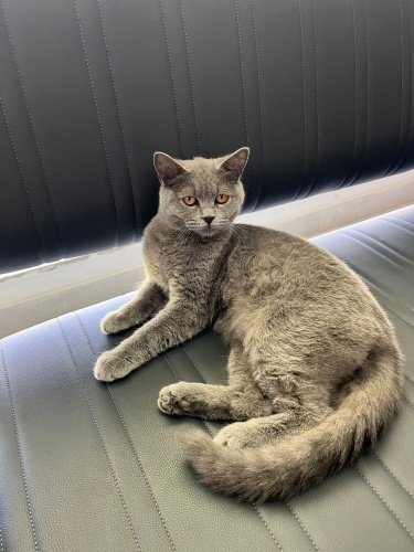 Acil sevgi dolu yuva fotoğraf