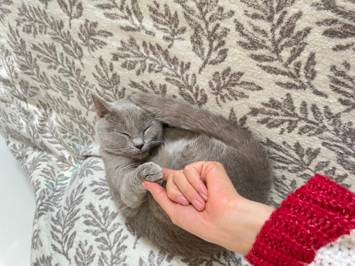 Sakin uysal bir kedi fotoğraf