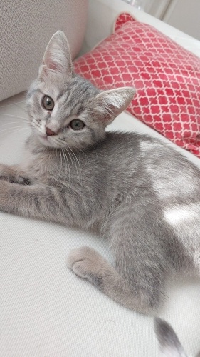 Yavrular Onları Çok Sevecek Ailelerini Arıyor fotoğraf