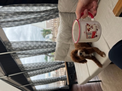 Kızımıza kalıcı yuva arıyoruz fotoğraf