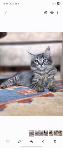 Geçici Yuvasında Zamanı Azaldı. Ona bir şans verin! fotoğraf