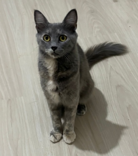 Kısırlaştırılmış uysal dişi kedi fotoğraf